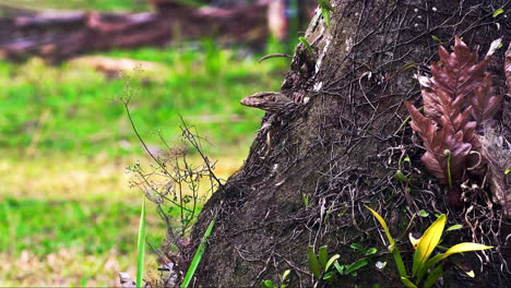 Cabeza-De-Lagarto-Monitor-De-Agua-Asiático-Asomando-Desde-El-Hueco-Del-árbol,-Bali