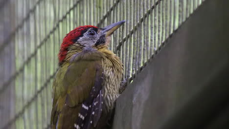 laced woodpecker yearning for freedom