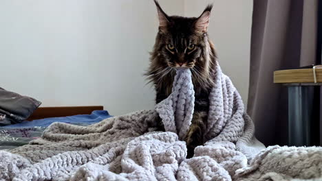 fierce-looking maine coon cat on bed kneadnig and holding blanket in its mouth. wide shot