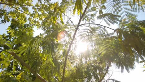 Looking-up-to-sun-shining-through-bright-green-tree-leaves-in-forest