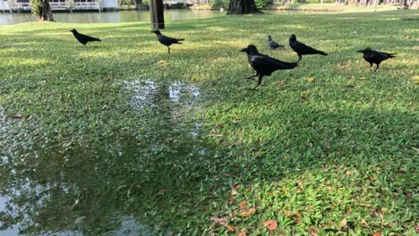 crows walking, taking flight over grassy area