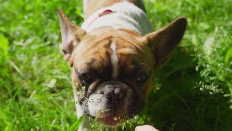 Begrüßung-Der-Französischen-Bulldogge-Mit-Haustieren-Und-Zuneigung-Pov-Gopro