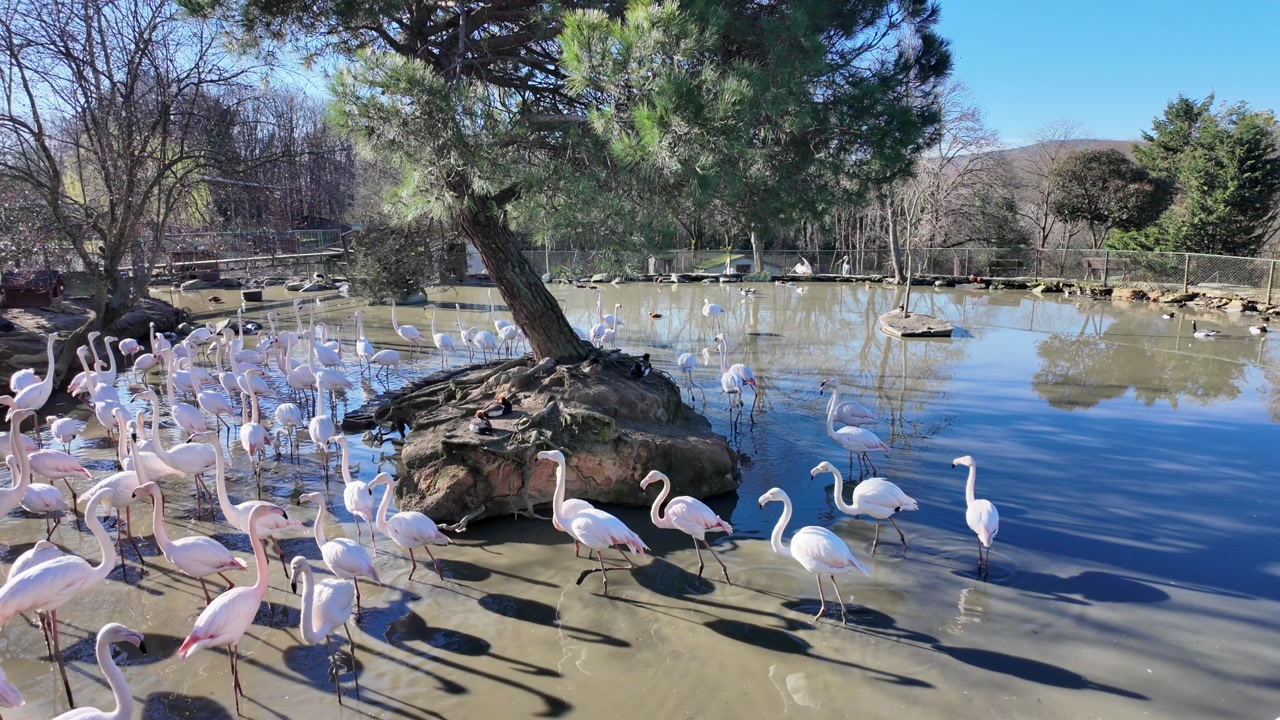 Large Flock of Flamingos Wading in a Sunny Pond