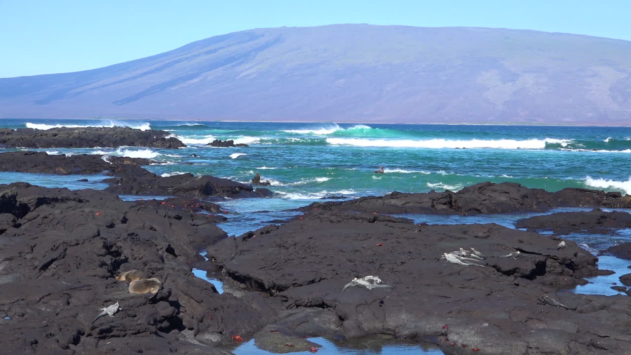 해양 이구아나는 갈라파고스 제도 에콰도르 1의 화산 기슭에서 햇볕을 쬐고 있습니다.