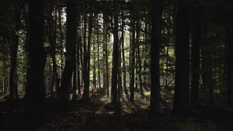 morning sun shining through a dense forest