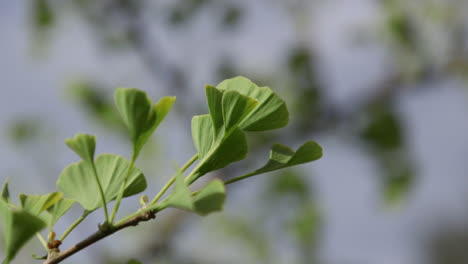 árbol-De-Ginkgo-Deja-La-Versión-1.-10sec-24fps