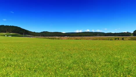bright green meadow under clear blue sky. lush green field filled with wildflowers under a brilliant blue sky on a sunny day in a rural landscape