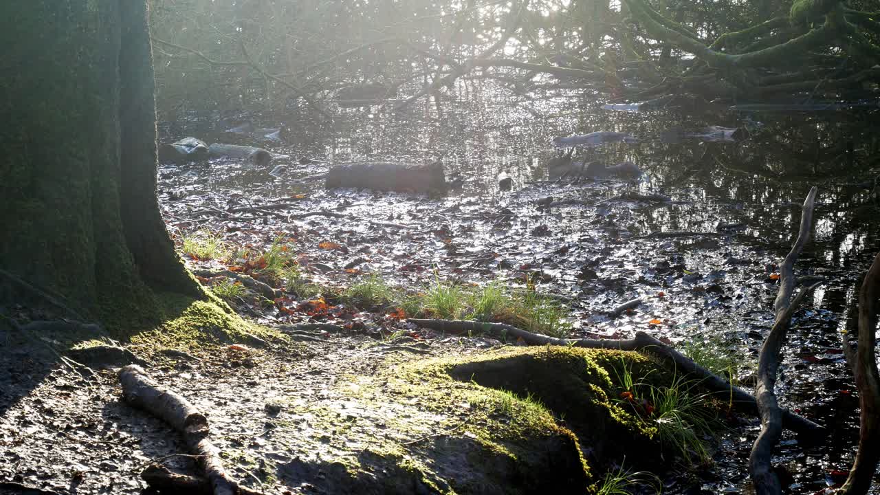 숲 연못 숲에 빛나는 낮은 햇빛 일사량 이끼 낀 가을 쓰러진 나무 느린 트럭 오른쪽