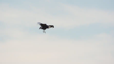 adult andean condor flying in slow motion with legs hanging getting ready to land on a cliff