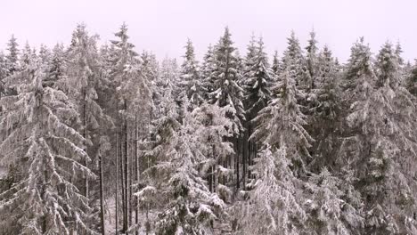 Aufsteigende-Drohne-Von-Baumstämmen-Zu-Baumwipfeln-In-Der-Waldszene-Der-Wintersaison