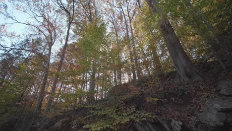 árboles a lo largo del arroyo wissahickon en otoño