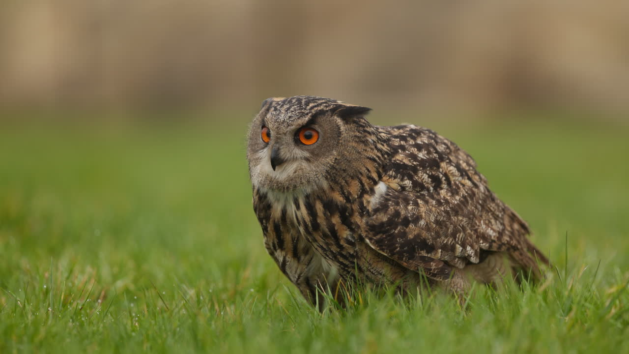 сова-орел в траве