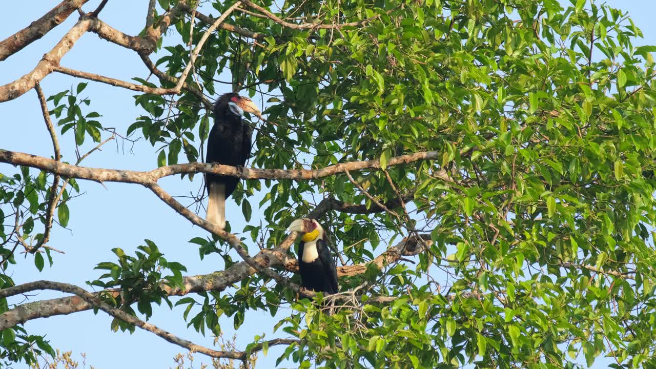 암의 얼굴 바로 그 다음 수은 아침에 나가지에 휴식을 취하는 동안 주위를 둘러보고 있습니다.