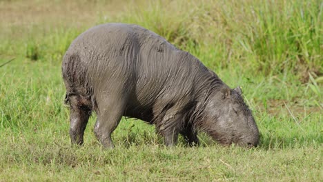 Capybara-Weidet-Gras-Und-Wasserpflanzen-Entlang-Der-Ibera-Feuchtgebiete