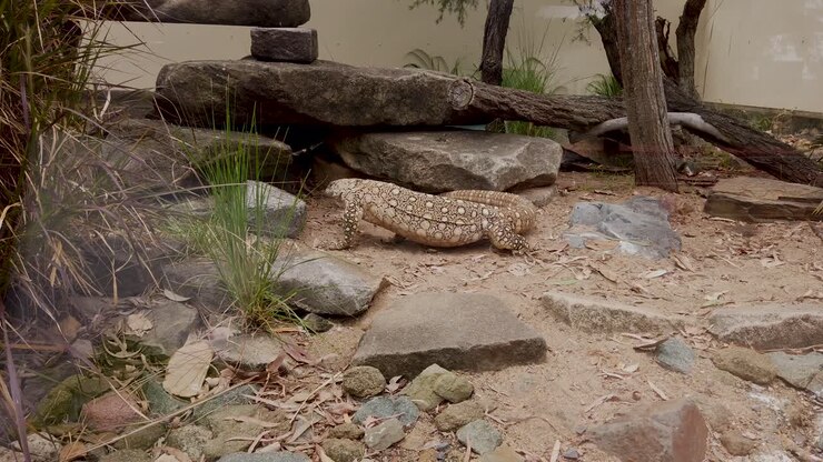 Australian Goanna moving and climbing over rocks while flicking tongue