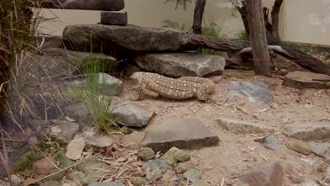 Australian-Goanna-moving-and-climbing-over-rocks-while-flicking-tongue