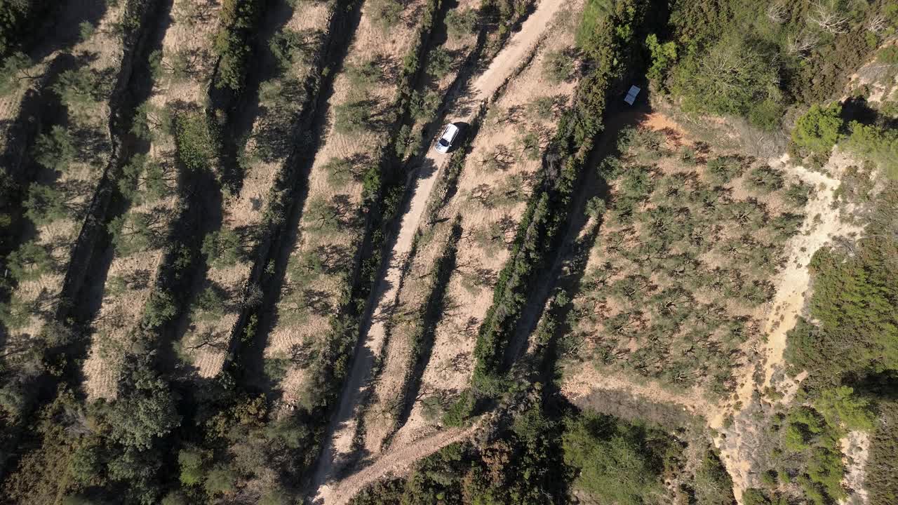 una foto de un avión no tripulado de un coche blanco conduciendo a lo largo de una carretera rural rodeada de almendros, olivos y vegetación