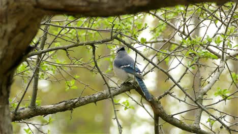 Pájaro-Azul-Jay-Posado-En-Una-Rama-En-El-Bosque-Canadiense