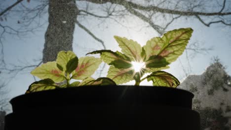 plant leaves bathing in sunlight on a winter morning.