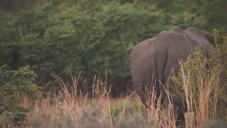 cola y grupa de rinoceronte blanco pastando en el bosque de sabana