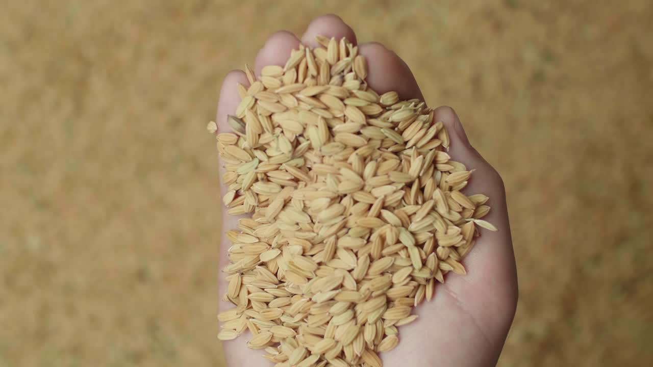 Hand Carrying Rice Grains Move Up, Brown Rice Grains Background