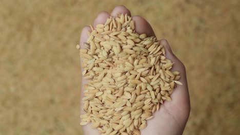 hand carrying rice grains move up, brown rice grains background