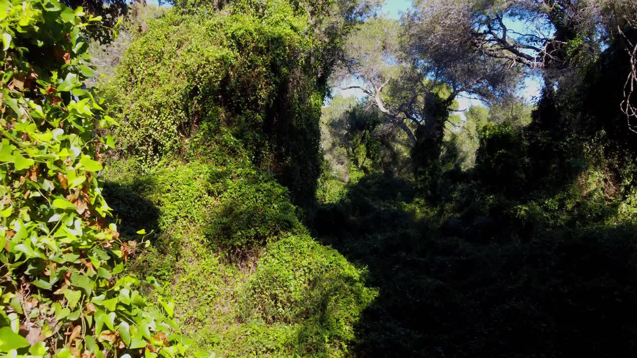 4K Drone Flight Through Lush Amazon Rainforest in Brazil