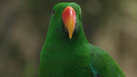 Male-Moluccan-eclectus-parrot-bird-native-to-the-Maluku-Islands-in-a-wild--face-extreme-close-up