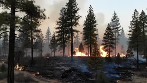 devastating wildfire consumes forest landscape, highlighting the urgency of environmental conservation and fire management strategies to protect nature