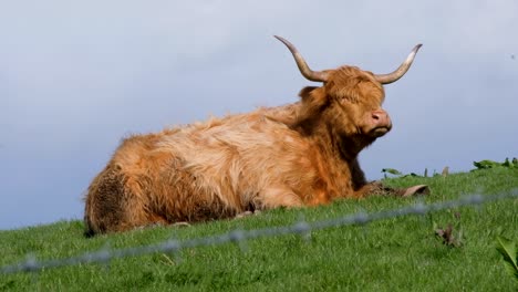 Large-highland-cattle-with-big-horns-and-shaggy-coat-sitting-in-a-green-field-and-chewing-grass-in-rural-countryside