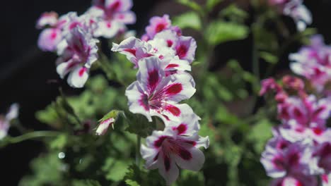 Beautiful-Sweet-scented-Geranium-close-up-shallow-depth-of-field