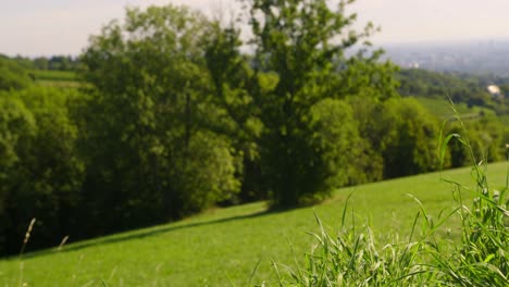 vista de la naturaleza en "bellevue wiese" en viena