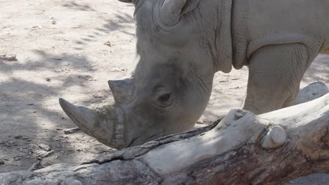 static-closeup-shot-of-a-rhinoceros