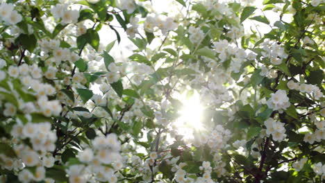 blooming apple tree with bright sun flare