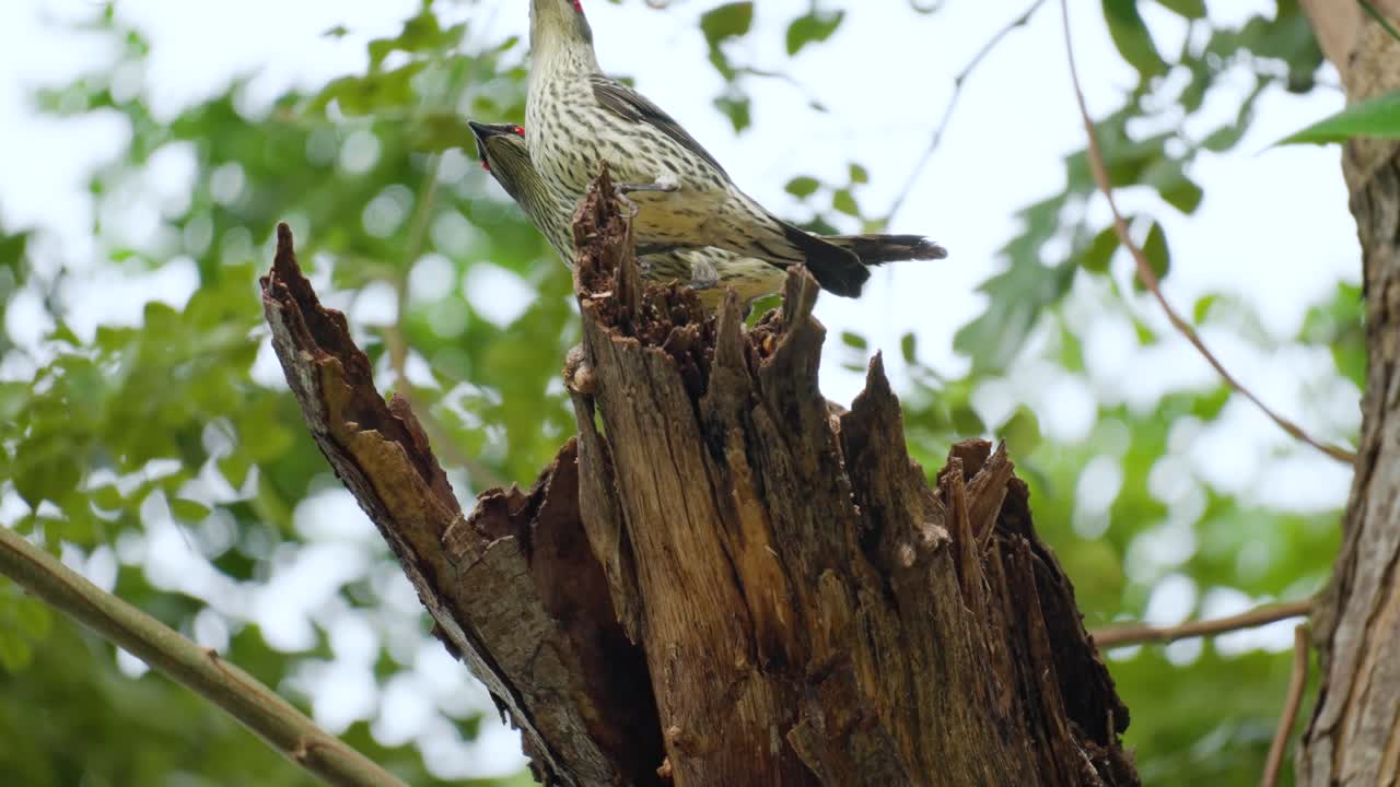 una pareja de estorninos brillantes asiáticos peleando protegiendo el nido enviando a un pájaro extraño - el comportamiento del pájaro