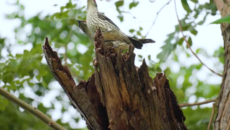 Asiatisch-Glänzendes-Star-Paar-Kämpft-Schützendes-Nest-Und-Schickt-Fremde-Vögel-Weg---Verhalten-Des-Vogels