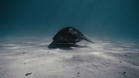 Curious-sea-turtle-stares-off-into-distance-as-it-swims-along-sandy-bottom-of-deep-blue-ocean-water