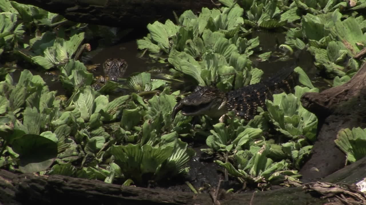 un caimán bebé come un pez en un pantano de los everglades de florida