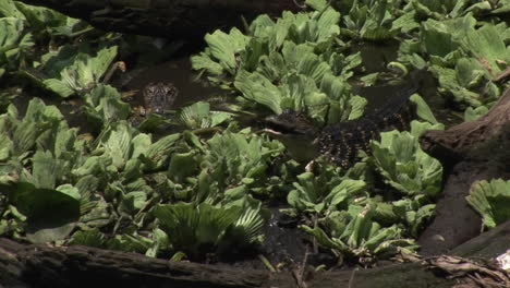 A-baby-alligator-eats-a-fish-in-a-Florida-Everglades-swamp