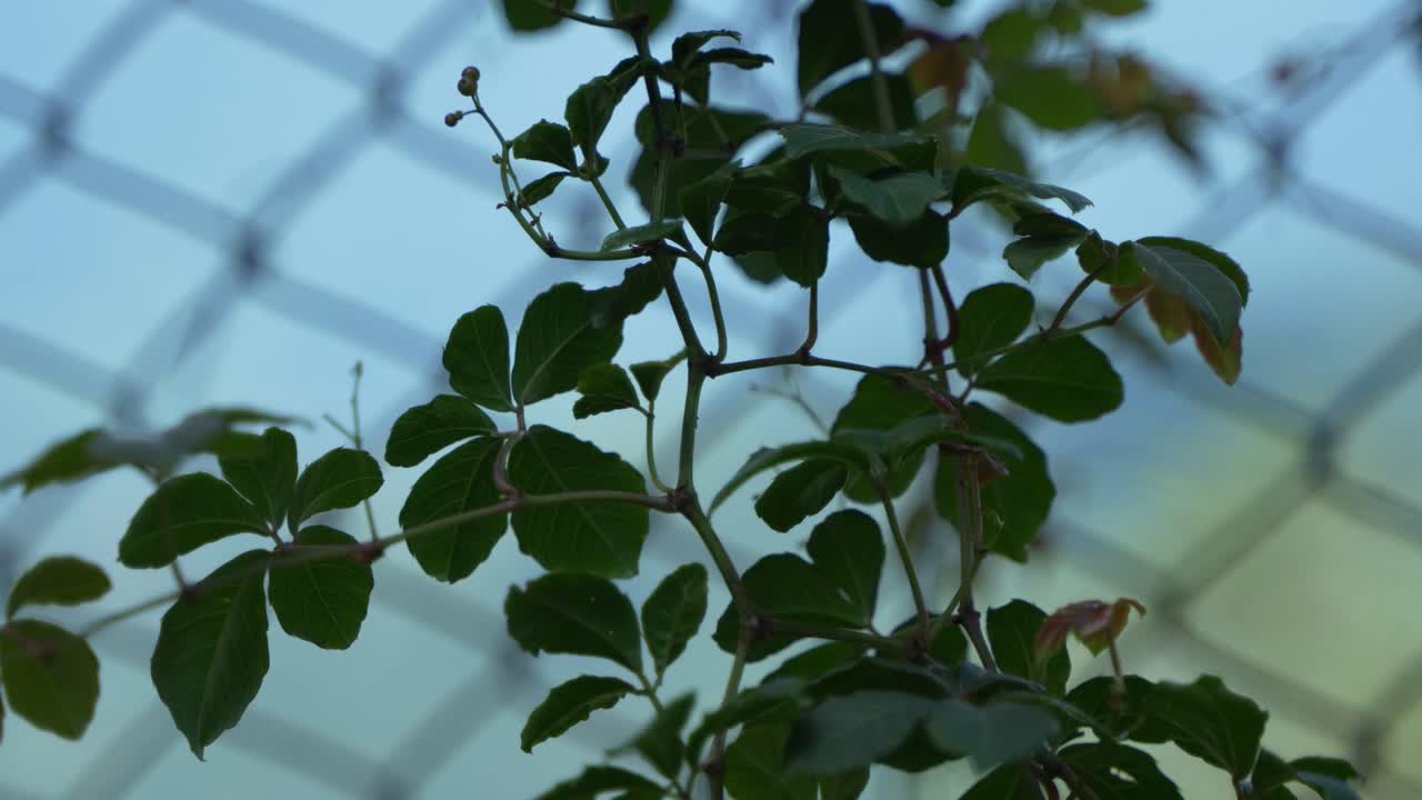The wild tree climbs up the iron fence