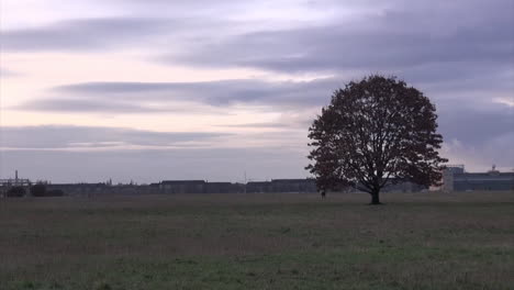 Vergrößern-Sie-Einen-Baum-Am-Flughafen-Tempelhoferfeld-30-Fps-HD-12-Sek.-Berlin-Neukölln-Deutschland