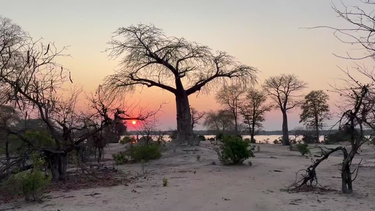 vista desde un vehículo de safari durante la puesta de sol en el parque nacional de liwonde, malawi.
