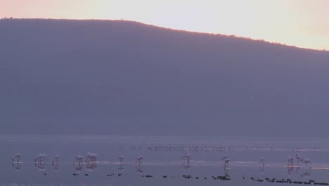 Flamencos-Caminando-En-El-Lago-Nakuru-Kenia