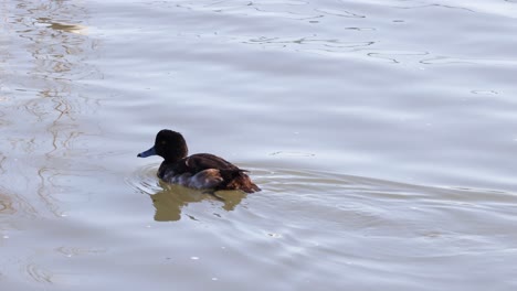 a single duck glides across a calm water surface.