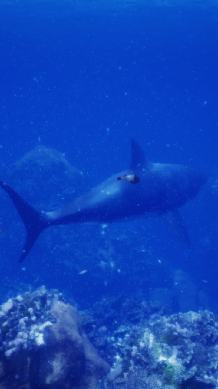 Blue ocean scene featuring a swimming fish near coral reef during daytime