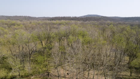 bare trees at the forest of middle fork of white river in southern lake sequoyah, arkansas, usa