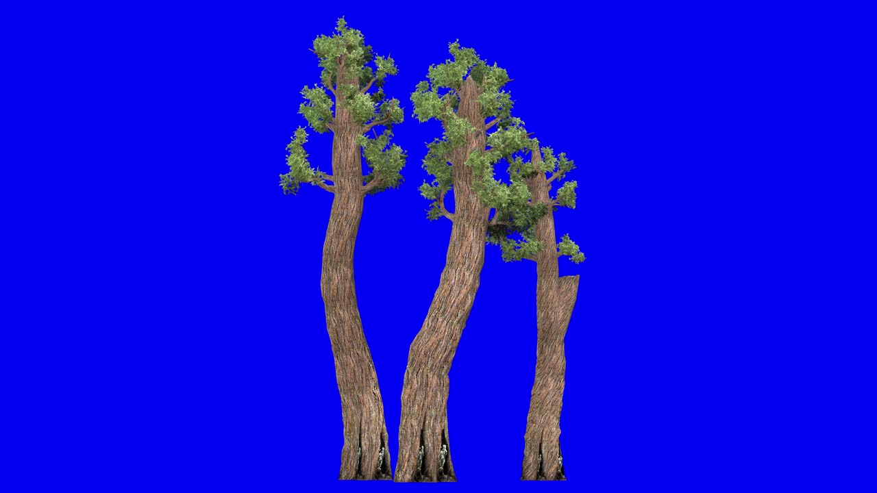 3D giant redwood tree cluster with wind effect on blue screen 3D animation
