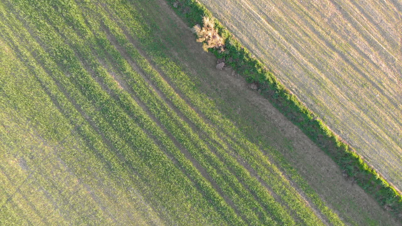 vista aérea de un campo con vegetación joven que brota verde y una superficie de campo amarilla no verde, impresión abstracta