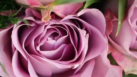 close-up of beautiful purple roses