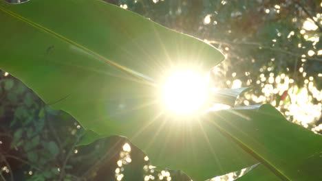 Beruhigender-Blick-Auf-Die-Sonne,-Die-Durch-Ein-Wunderschönes-Grünes-Blatt-Scheint,-Das-Im-Wind-Flackert